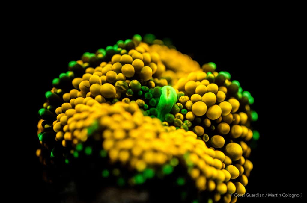 <em>Ricordea-sp</em> est un corail mou (dépourvu de squelette calcaire) aux couleurs parfois très intenses et variées. © Martin Colognoli, Coral Guardian - Tous droits réservés, reproduction interdite