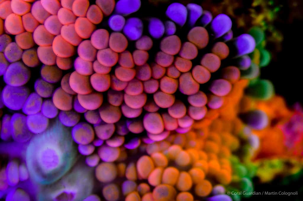 <em>Ricordea-sp.</em> est un corail mou (dépourvu de squelette calcaire) aux couleurs parfois très intenses et variées. © Martin Colognoli, Coral Guardian - Tous droits réservés, reproduction interdite