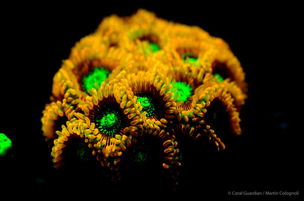 <em>Zoanthus gigantea </em>est un petit corail mou vivant en colonie par souci de protection contre ses prédateurs. © Martin Colognoli, Coral Guardian - Tous droits réservés, reproduction interdite