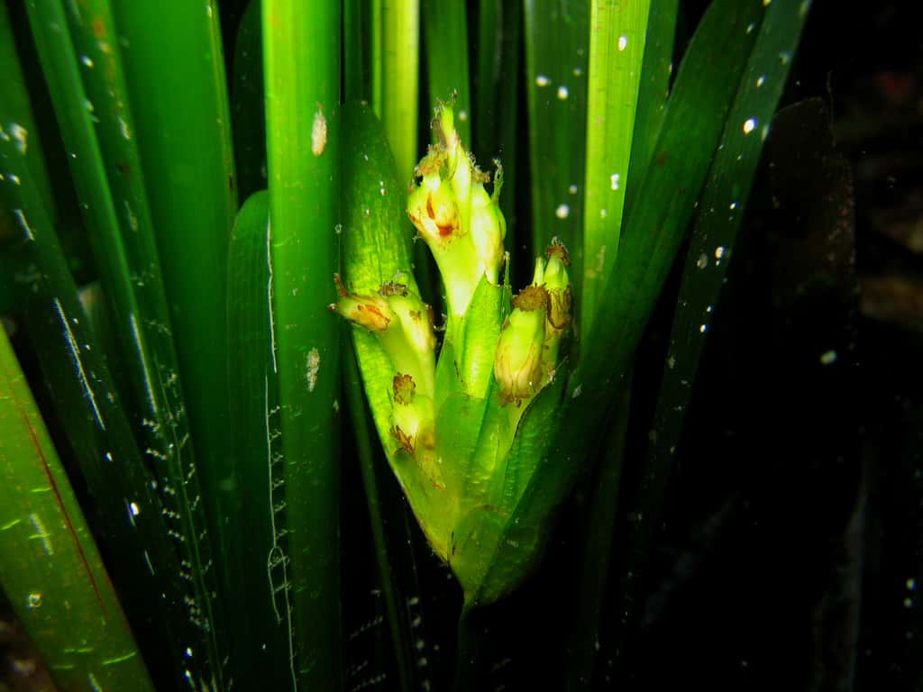 Figure 3.2. Une inflorescence de <em>Posidonia oceanica</em>, cachée au milieu des feuilles. En fait, il s’agit déjà de jeunes fruits. À Port-Cros (Provence orientale), 10 mètres de profondeur. © Sandrine Ruitton - Tous droits réservés - Reproduction interdite