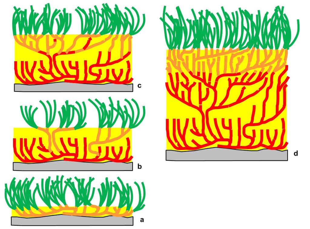 Figure 4.2. Les rhizomes de posidonie réagissent à l’ensevelissement par le sédiment, piégé par les feuilles, par une croissance verticale. Au cours du temps (a, b, c et d), la matte s’élève au-dessus du fond initial. En orange, les rhizomes vivants ; en rouge, les rhizomes morts ; en jaune : le sédiment qui colmate les interstices ; en vert : les feuilles vivantes. © Charles-François Boudouresque - Tous droits réservés - Reproduction interdite