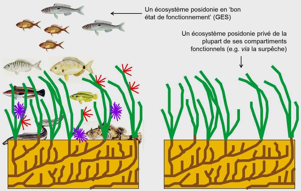 Figure 9.3. À gauche : un écosystème posidonie en bon état de fonctionnement (GES, <em>Good Ecological Status</em>). Les téléostéens (poissons), oursins et épibiontes des feuilles sont figurés. À droite, un éco-système posidonie où l’espèce édificatrice, <em>Posidonia oceanica</em>, est présente, mais où les autres compartiments fonctionnels sont gravement appauvris. © Charles-François Boudouresque - Tous  droits réservés - Reproduction interdite
