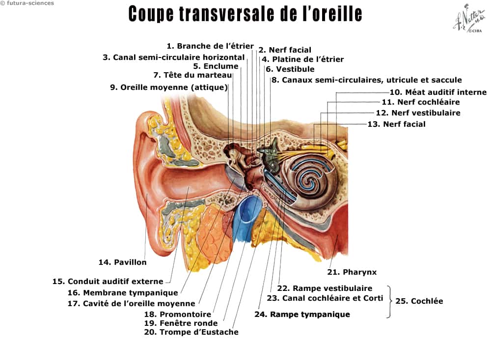 L'oreille interne : anatomie et physiologie