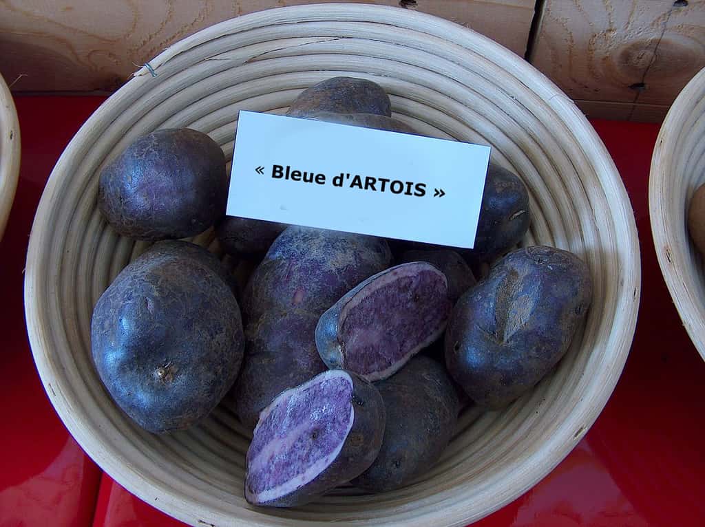 Pomme de terre bleue d'Artois. © Markus Hagenlocher, CC by-nc 3.0