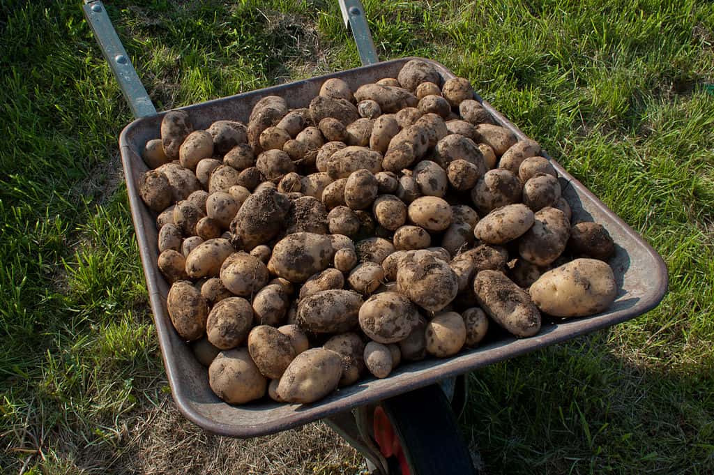 La récolte des pommes de terre. © Alupus, CC by-nc 3.0