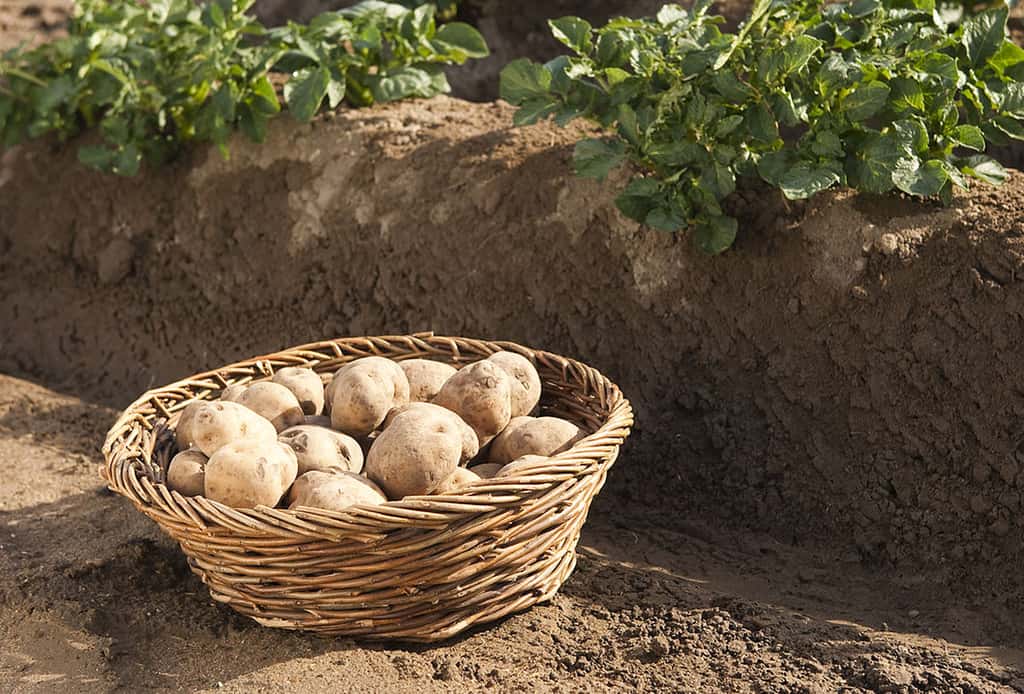 Des pommes de terre transgéniques Amflora. © BASFPlantScience, CC by-nc 2.0