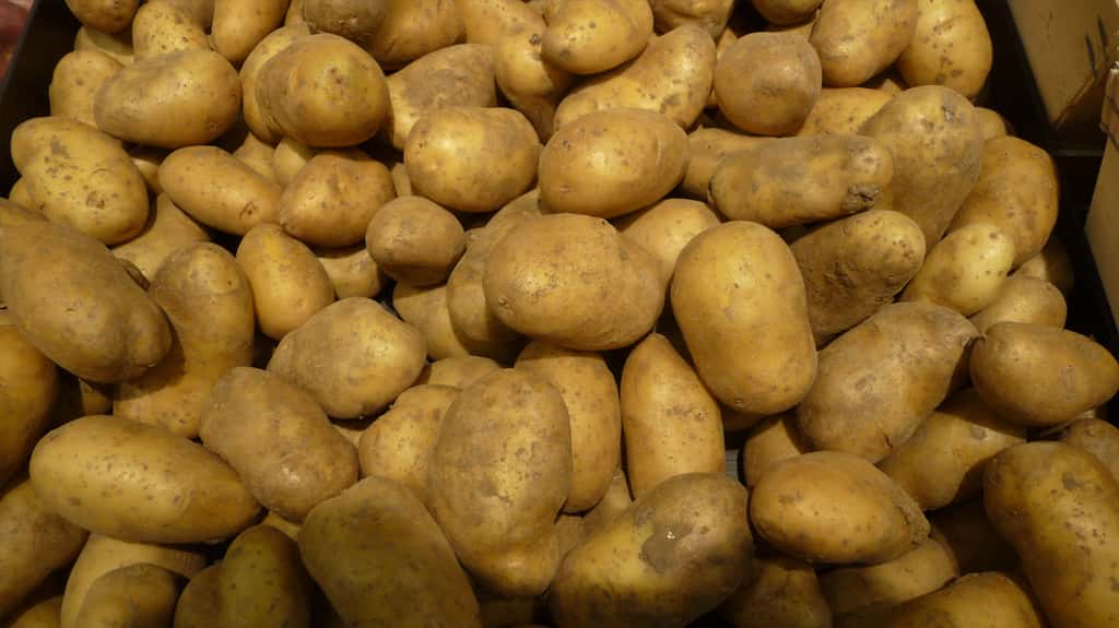 La belle de Fontenay est une variété précoce de pommes de terre. © Spedona, CC by-nc 3.0