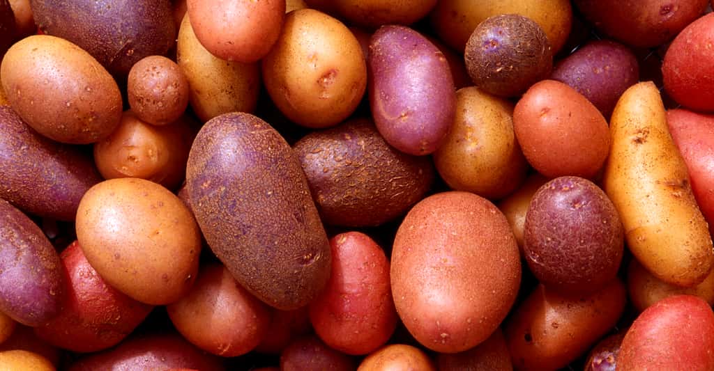 Différentes variétés de pommes de terre. © Scott Bauer, DP
