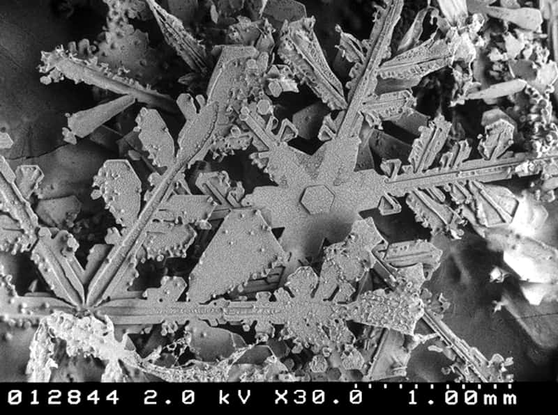 Flocons de neige au microscope électronique. © DP