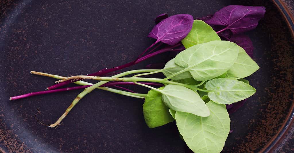 Ces feuilles d'arroche peuvent se déguster en salade. © Tim08, Shutterstock