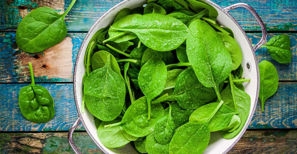 L'épinard, une salade verte riche en fer à manger cuite ou crue