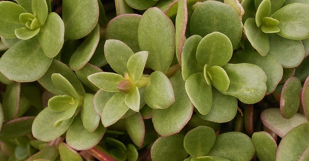 Le pourpier (<em>Portulaca oleracea</em>) est une salade. Cette plante comestible peut être sauvage. © Frank Vincentz, CC by-sa 3.0