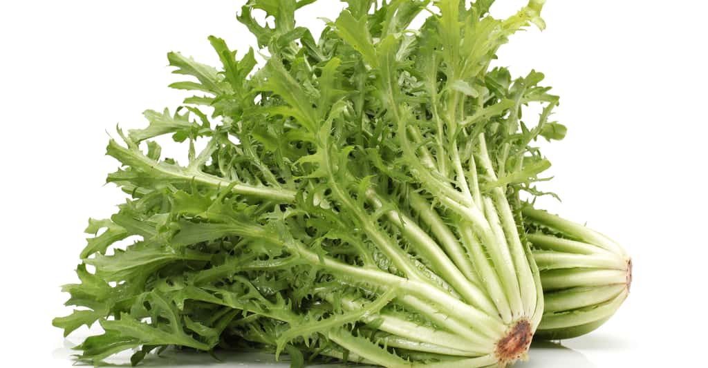 La chicorée frisée est une salade très digestive. © Jiang Hongyan, Shutterstock