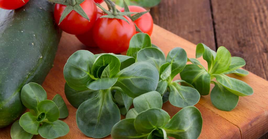 Très goûteuse, la mâche s'accommode parfaitement en salade, avec des tomates et de la mozzarella. © Kalavati, Shutterstock