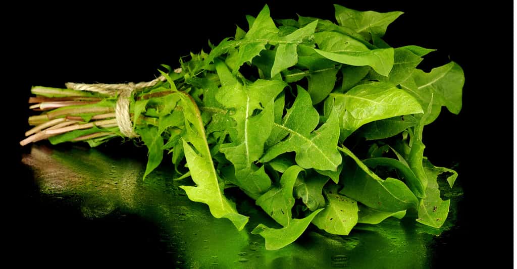 Le pissenlit « Vert de Montmagny » est une variété de cette salade. © De2marco, Shutterstock