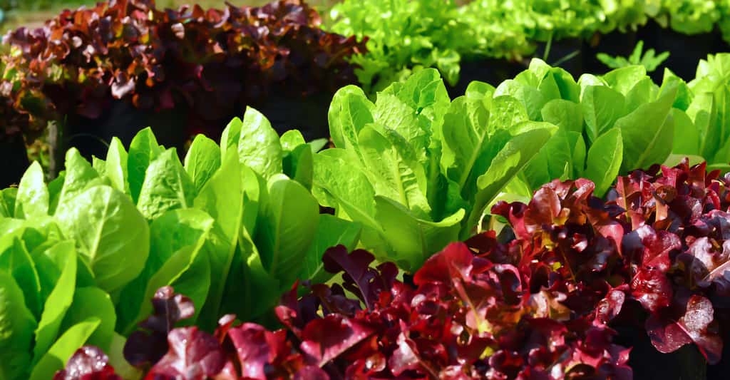La scarole, une salade à cultiver, pour les lapins et les jardiniers !