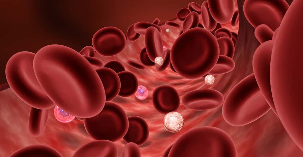 Les lymphocytes sont des leucocytes (globules blancs) qui ont un rôle majeur dans le système immunitaire. Sur l'image, les leucocytes sont les petites sphères blanches parmi les globules rouges. © BioMedical, Shutterstock 
