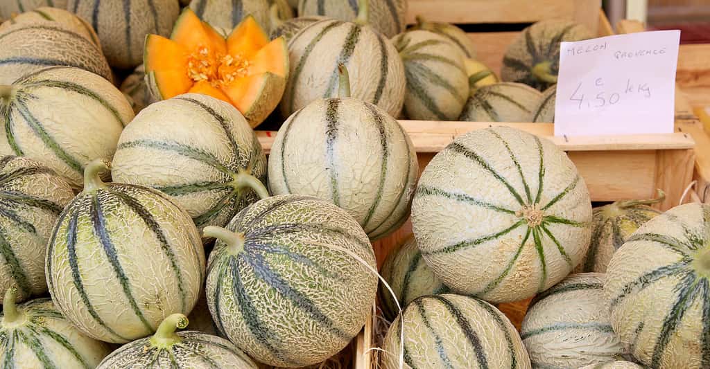 Melons sur un étal de marché. © Jayne Duncan, Shutterstock