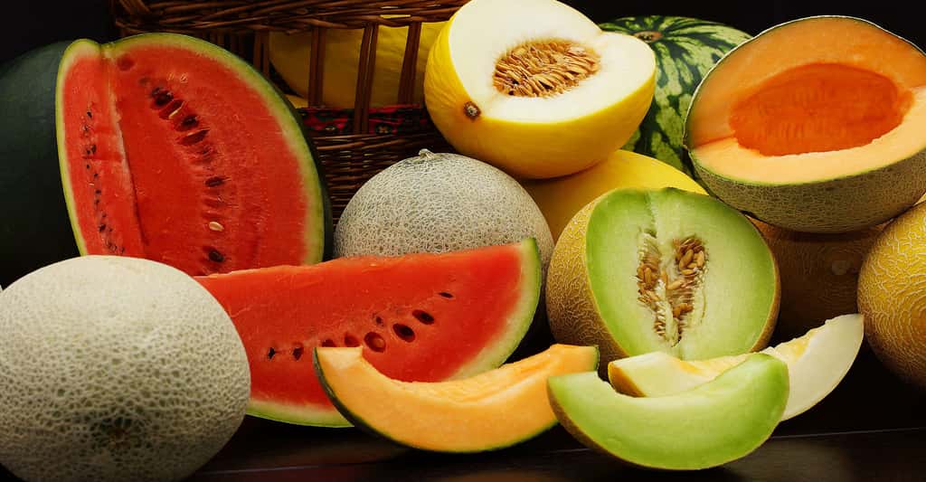 Une pastèque (aussi appelée melon d'eau) ainsi que différentes variétés de melons. © Siegi, Shutterstock