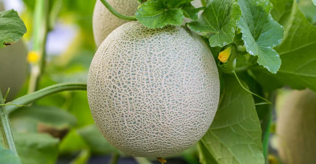 Production du melon en France, qualité et conservation