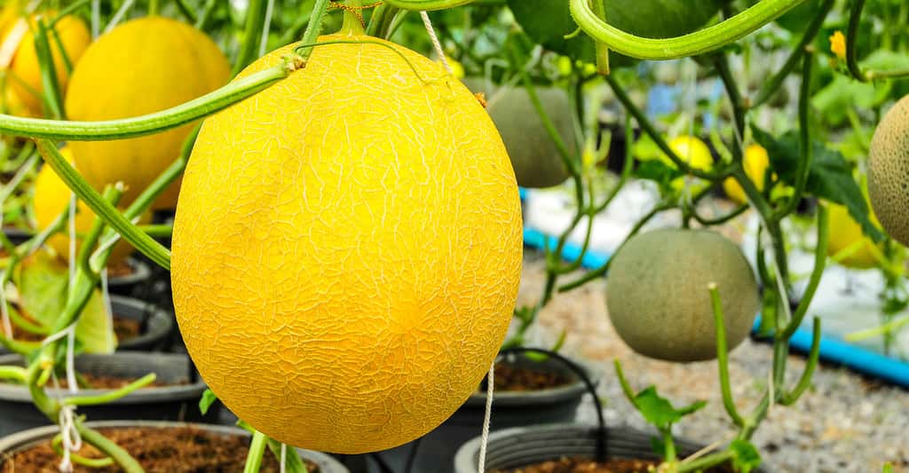 Melon d'eau dans une serre. © Wasu Watcharadachaphong, Shutterstock