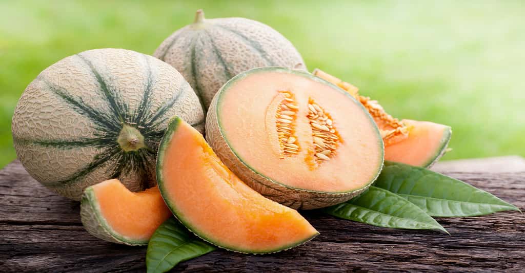Le melon, un délicieux fruit de saison. Ici, du melon Cantaloup originaire d'Italie. © Christian Jung, Shutterstock