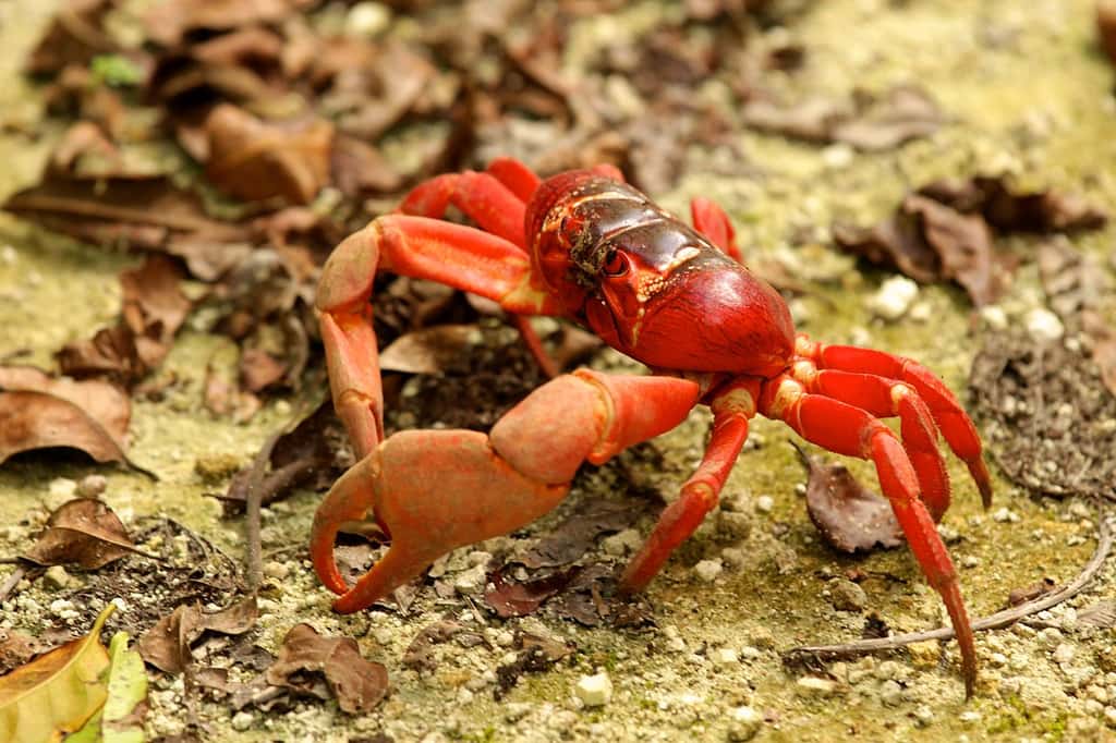 Crabe rouge (<em>Gecarcoidea natalis</em>) sur l'île Christmas, dans l'océan Indien. © DIAC images, Wikimedia commons, CC by-sa 2.0