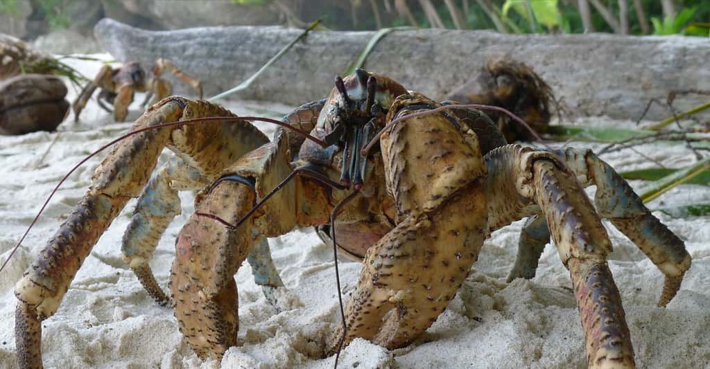 Crabe des cocotiers <em>Birgus latro</em>. © John Tann from Sydney, Australia, <em>Wikimedia commons</em>, CC by-sa 2.0