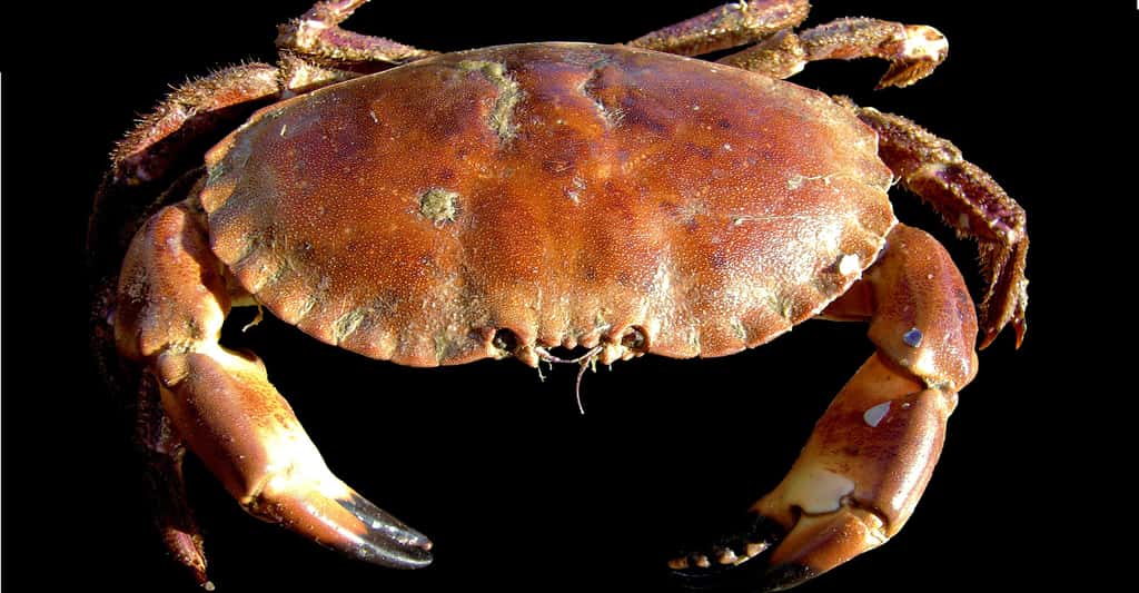 Le crabe mue-t-il au cours de sa vie ?