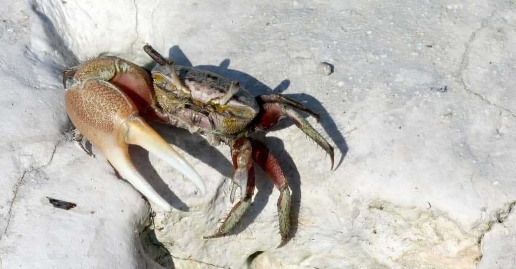 Le crabe violoniste avec une grande pince