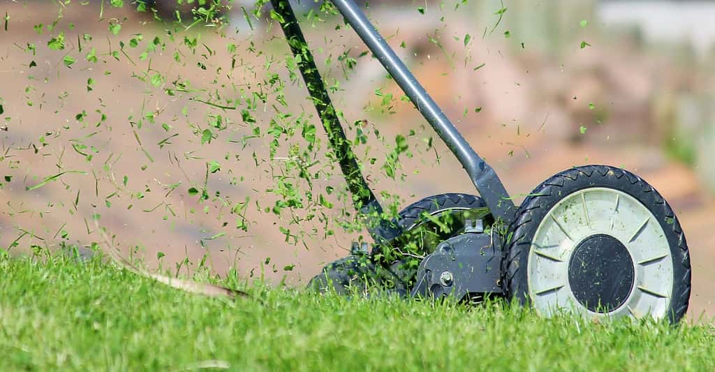 Quand faut-il tondre sa pelouse ? De quelle tondeuse à gazon avez-vous besoin ? ici, une tondeuse manuelle, idéale pour les petites surfaces. © Counselling, Pixabay, DP
