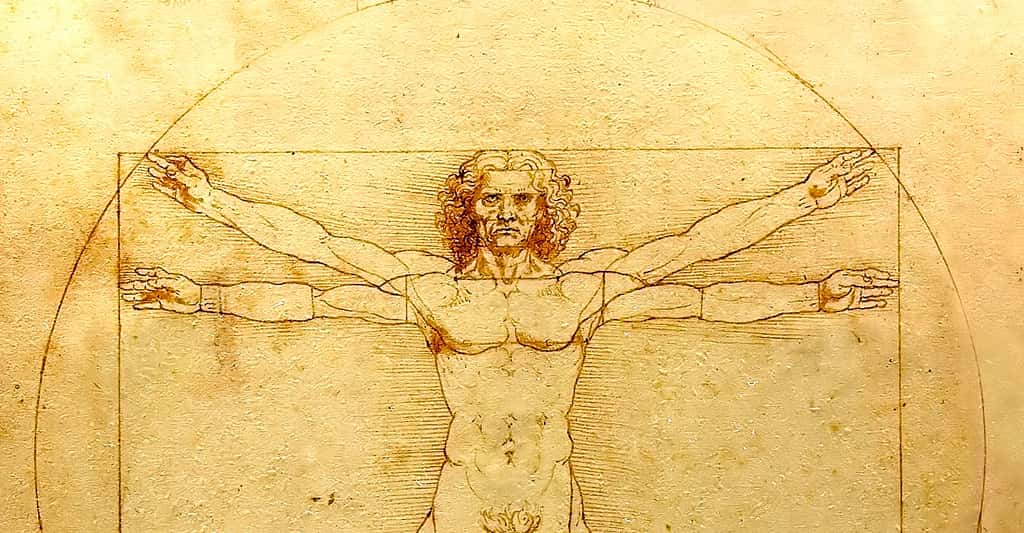 <em>L'Homme de Vitruve </em>de Léonard de Vinci, dessin à la plume, encre et lavis sur papier. © Luc Viatour, CCO