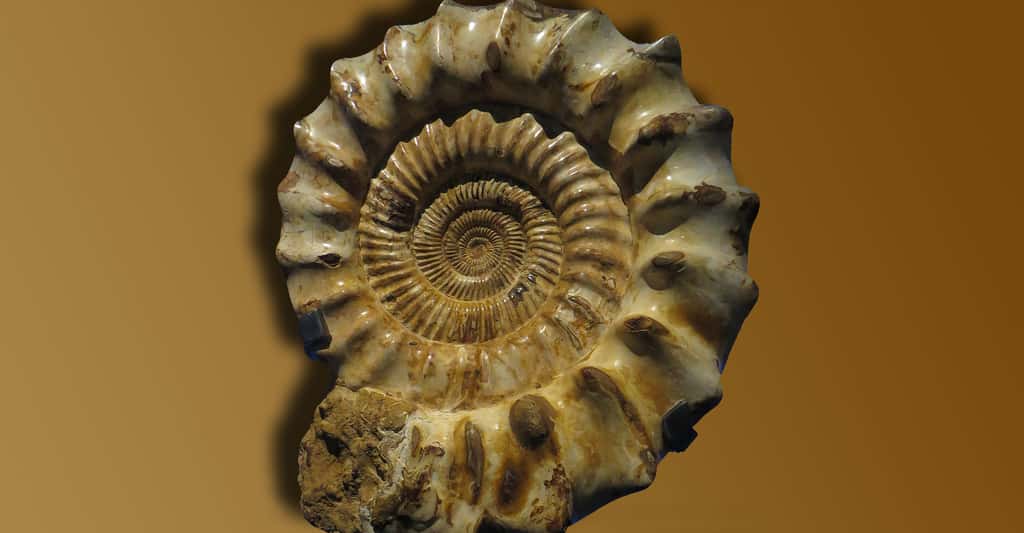 Ammonite. © Ghedoghedo, CC by-sa 4.0