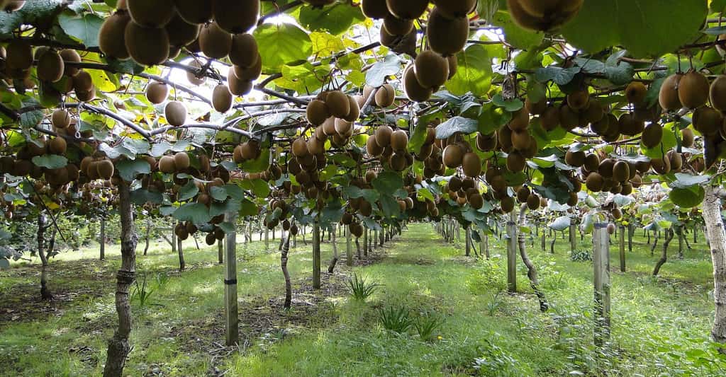 Comment bien planter un arbre fruitier ? Ici, une plantation de kiwis. © Fruchthandel Magazin, Pixabay, DP 