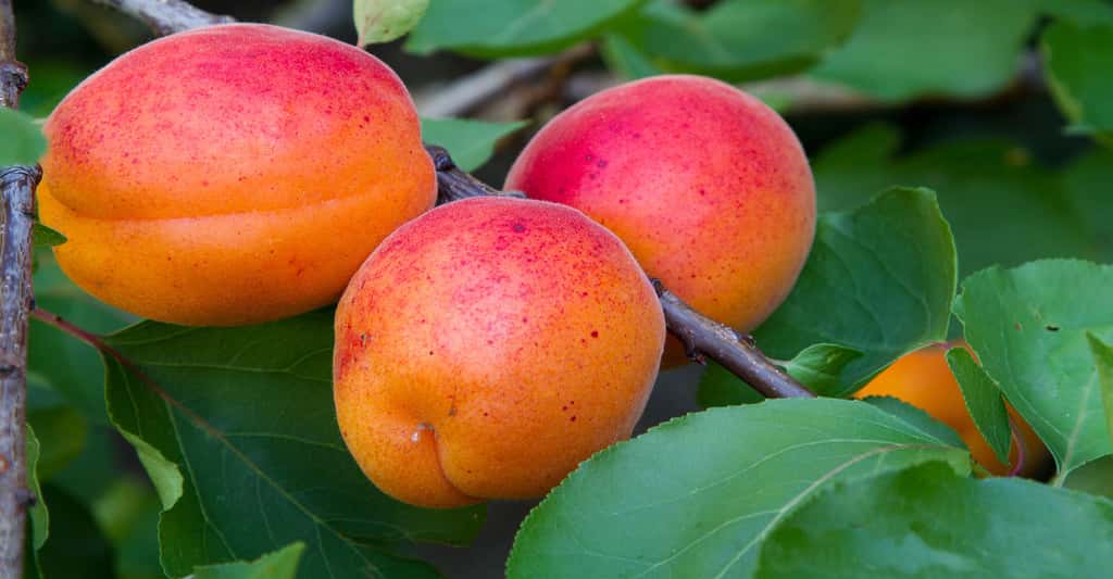 Des abricots du jardin gorgés de soleil. © Jean-Pierre Hoareau, Flickr, CC by-nc 2.0