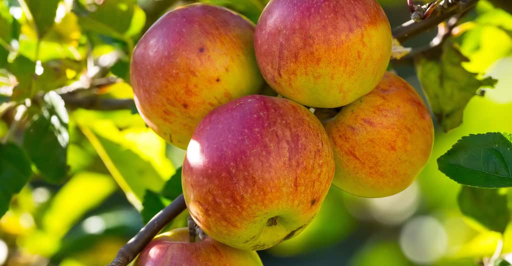 Pommes de Reinette. © Bengt Nyman, <em>Wikimedia Commons, </em>CC by-sa 4.0