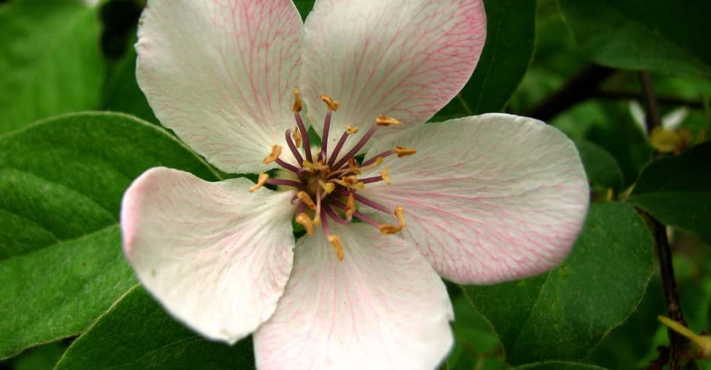 Fleur du cognassier (<em>Cydonia oblonga</em>). © Korlan, <em>Wikimedia Commons,</em> CC by-sa 3.0