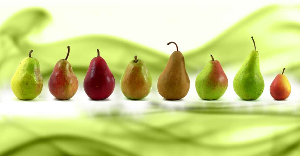 Différentes variétés de poires. De gauche à droite : Williams, Louise-Bonne, Red Williams, Anjou, Bosc (bio), Comice, Concorde, Seckel. © Agyle, <em>Wikimedia Commons</em>, DP