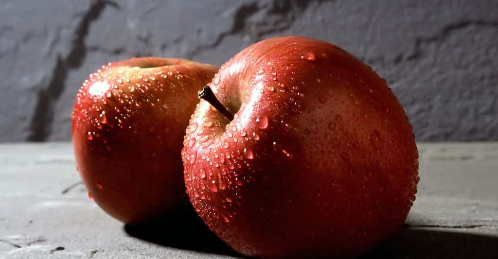 Le pommier est un arbre aux multiples variétés. Ici, des pommes Fuji, juteuses et sucrées. © Scott Bauer, USDA ARS, <em>Wikimedia Commons,</em> DP
