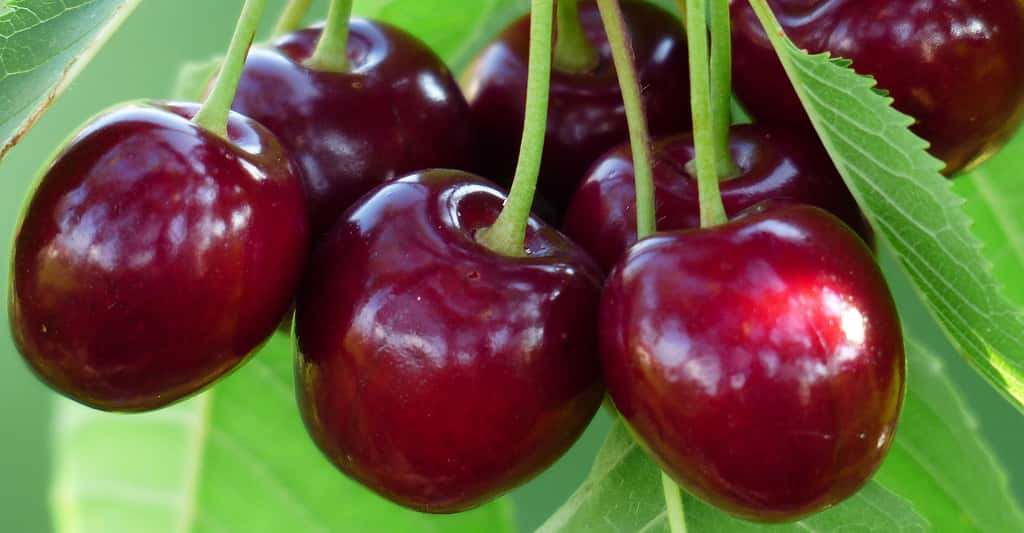 Cerises Bing Cherry. © Hans, Pixabay, DP