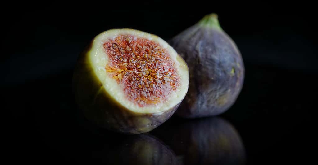 Le figuier : plantation et taille. Ici, des figues. © UweTuchen, Pixabay, DP