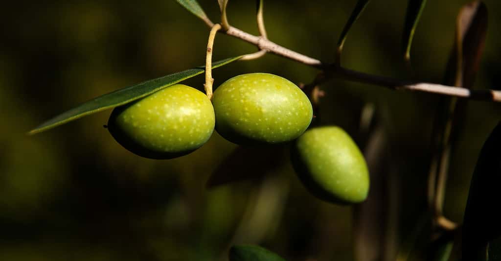 Olives vertes. © Caropat, Pixabay, DP