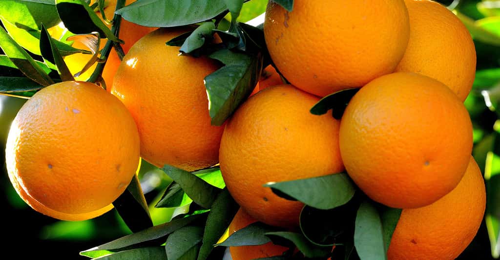 Oranges de la variété Kozan (<em>Citrus sinensis var. kozan</em>). © Zeynel Cebesci, <em>Wikimedia Commons</em>, CC by-sa 3.0