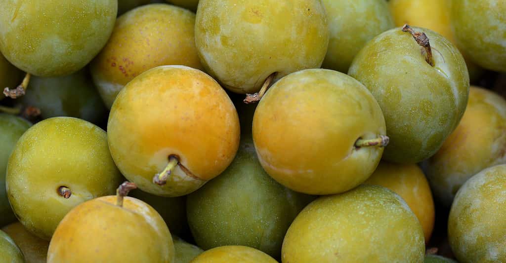 Prunes de la variété Reine-Claude. © Ben Kerchx, Pixabay, DP