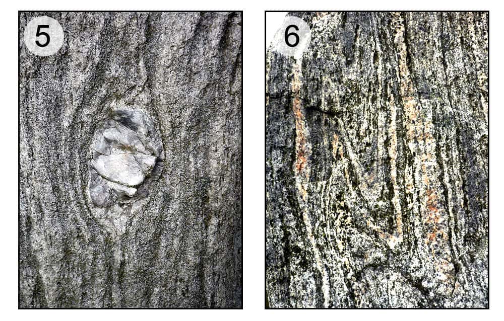 En 5, œil de gneiss. En 6, gneiss avec microplis. © Claire König, DR