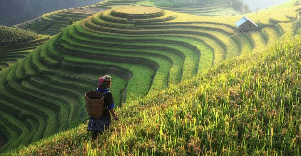 Le riz est une plante fascinante. Ici, des rizières en terrasses, en Asie, dessinant de véritables œuvres d’art. © Sasint, Pixabay, DP