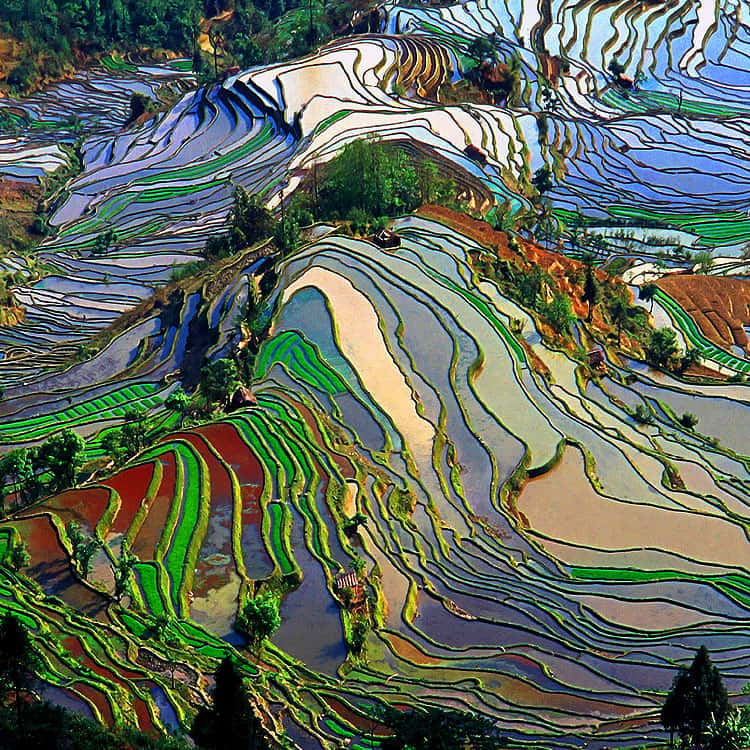 Rizières en terrasses des Hani de Honghe, dans le Yunnan, en Chine. © Jialiang Gao, <em>Wikimedia Commons</em>, GFDL, CC by-sa 2.5