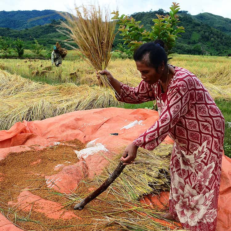 Récolte du riz en Casamance, au Sénégal. © Taufik81, Pixabay, DP