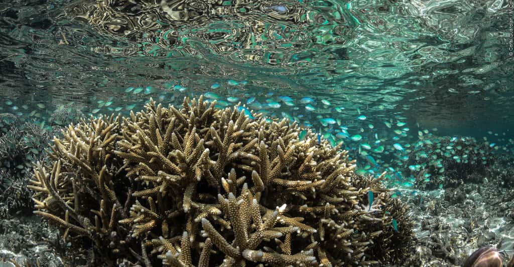 Les coraux doivent faire face au réchauffement climatique. Ici, colonie corallienne abritant un banc de poissons-demoiselles (<em>Chromis viridis</em>), qui y résident à l'année. © Martin Colognoli, Coral Guardian, tous droits réservés 