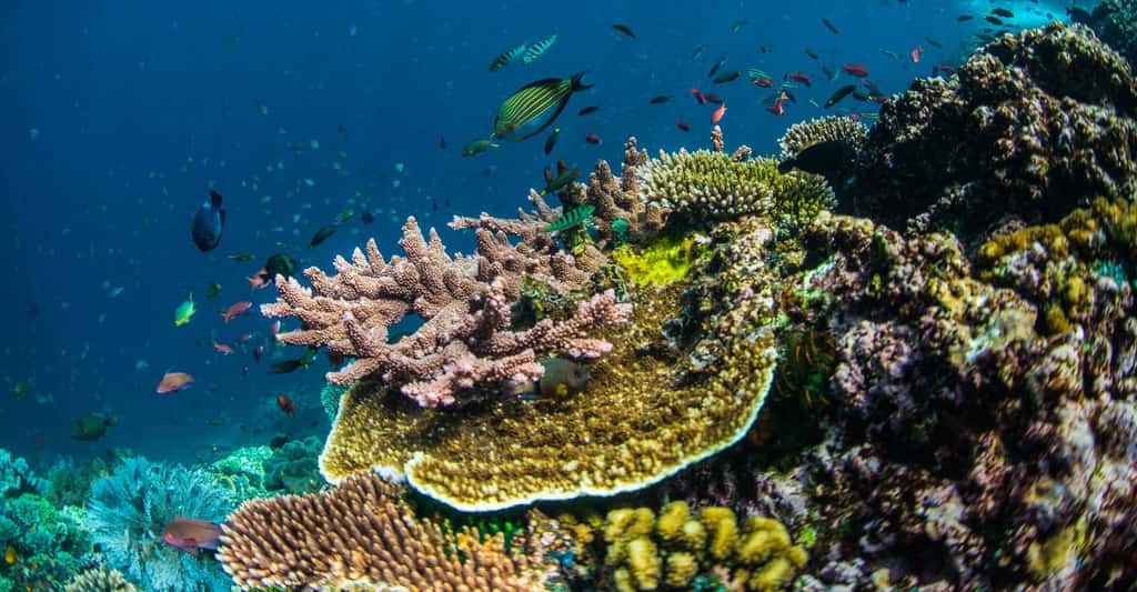 Les récifs coralliens, une barrière naturelle